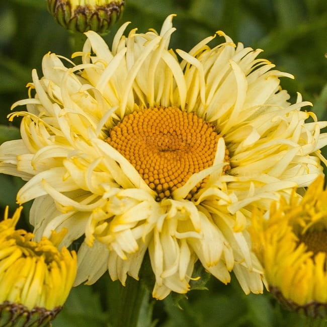 leucanthemum-goldfinch_70786_1.jpg