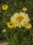 leucanthemum-goldfinch_70786_3.jpg