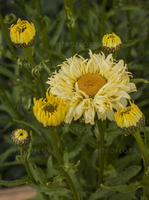 leucanthemum-goldfinch_70786_3.jpg