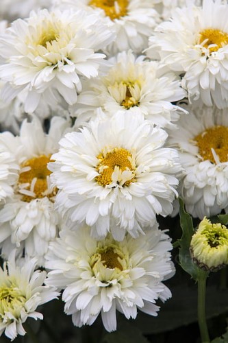 leucanthemum-macaroon_1.jpg