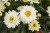 leucanthemum-macaroon_74471_3.jpg