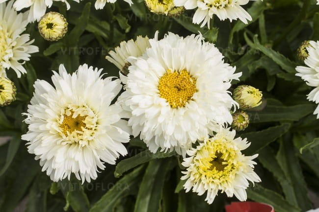 leucanthemum-macaroon_74471_3.jpg