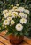 leucanthemum-macaroon_74471_2.jpg