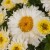 leucanthemum-macaroon_74471_1.jpg