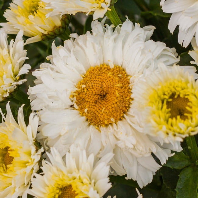 leucanthemum-macaroon_74471_1.jpg