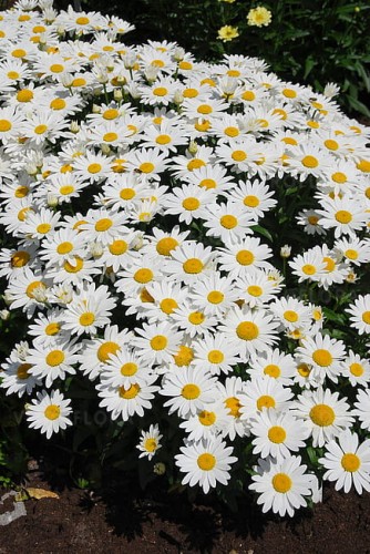 leucanthemum-snow-cap_6.jpg