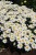 leucanthemum-snow-cap_6.jpg