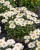 leucanthemum-snow-cap_2.jpg