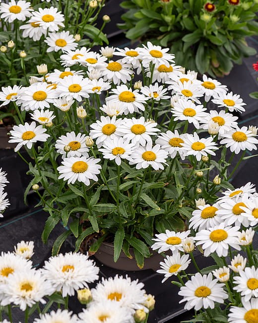 leucanthemum-snow-cap_2.jpg