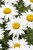 leucanthemum-snow-cap_9.jpg