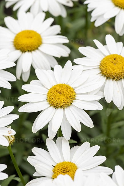 leucanthemum-snow-cap_9.jpg