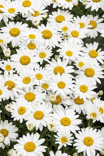 leucanthemum-snow-cap_10.jpg