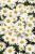 leucanthemum-snow-cap_10.jpg