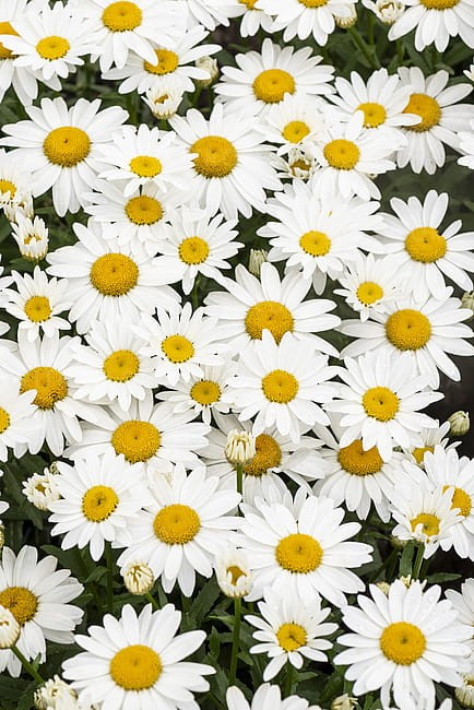 leucanthemum-snow-cap_10.jpg