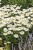 leucanthemum-snow-cap_7.jpg
