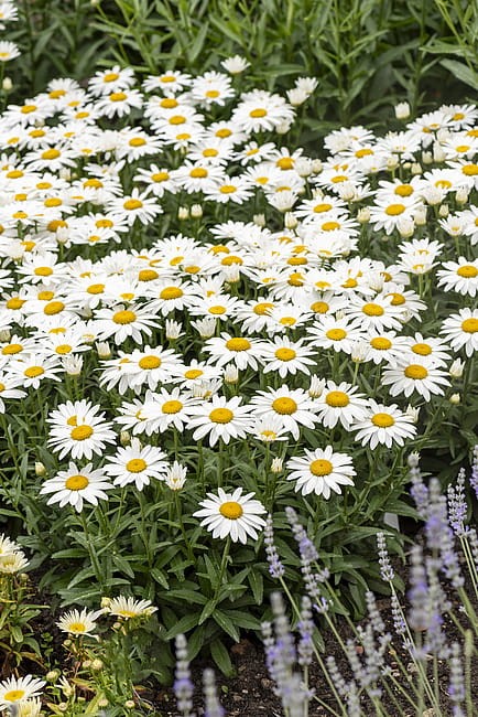 leucanthemum-snow-cap_7.jpg