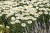 leucanthemum-snow-cap_8.jpg