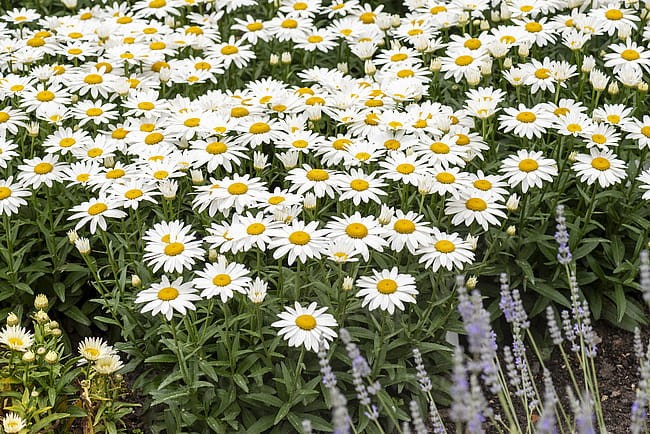 leucanthemum-snow-cap_8.jpg