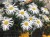 leucanthemum-sweet-daisy-cher_75422_5.jpg
