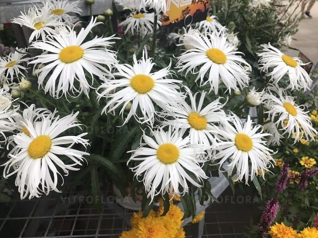 leucanthemum-sweet-daisy-cher_75422_5.jpg