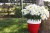 leucanthemum-sweet-daisy-cher_75422_3.jpg