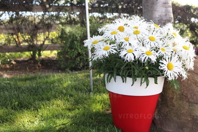 leucanthemum-sweet-daisy-cher_75422_3.jpg