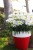 leucanthemum-sweet-daisy-cher_75422_2.jpg