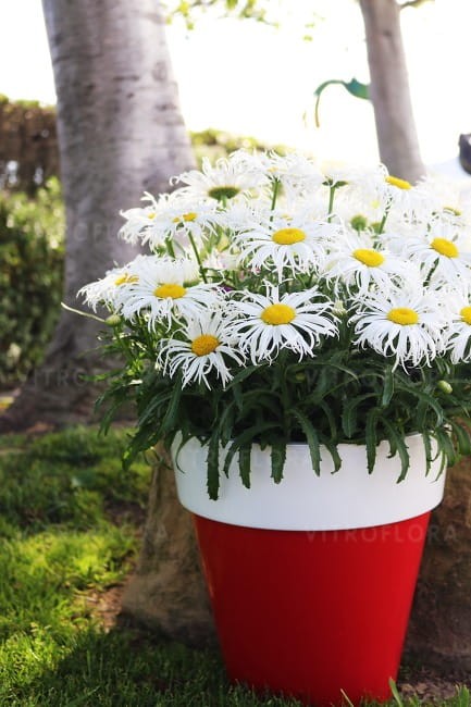 leucanthemum-sweet-daisy-cher_75422_2.jpg