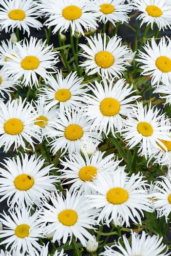 leucanthemum-sweet-daisy-cher_7.jpg