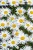 leucanthemum-sweet-daisy-cher_7.jpg