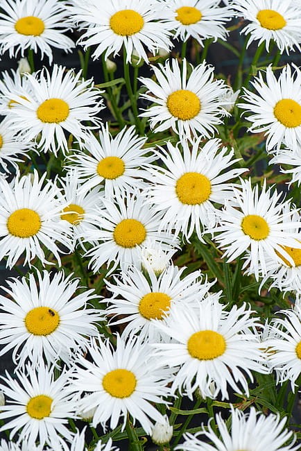 leucanthemum-sweet-daisy-cher_7.jpg