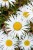 leucanthemum-sweet-daisy-cher_8.jpg