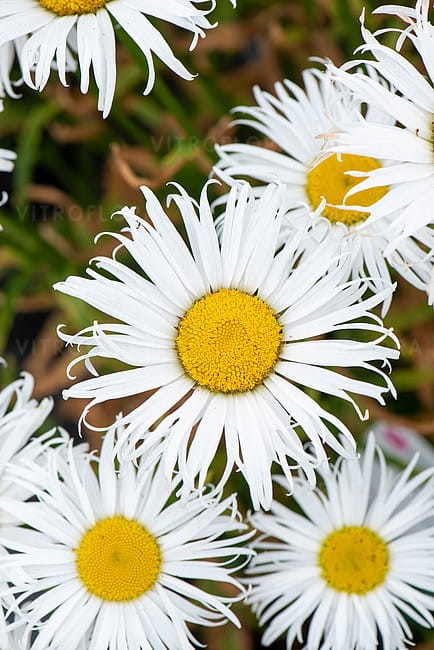leucanthemum-sweet-daisy-cher_8.jpg