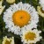leucanthemum-real-neat_70795_1.jpg
