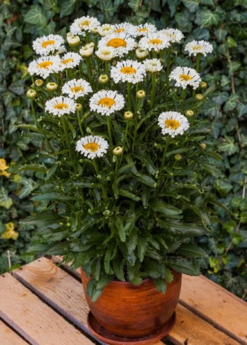 leucanthemum-real-neat_70795_2.jpg