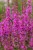 byliny-i-trawy_lythrum_75295_2.jpg