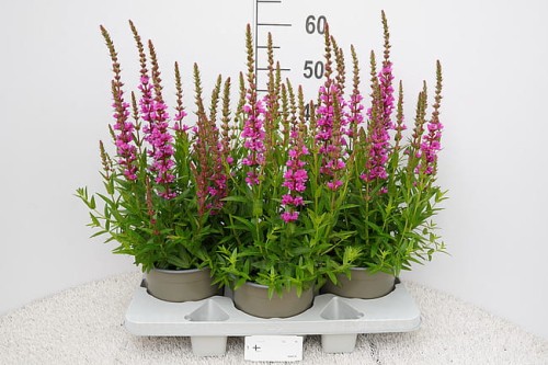 byliny-i-trawy_lythrum_75295_3.jpg
