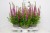byliny-i-trawy_lythrum_75295_3.jpg