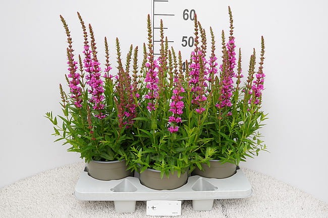 byliny-i-trawy_lythrum_75295_3.jpg