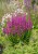 byliny-i-trawy_lythrum_75295_1.jpg