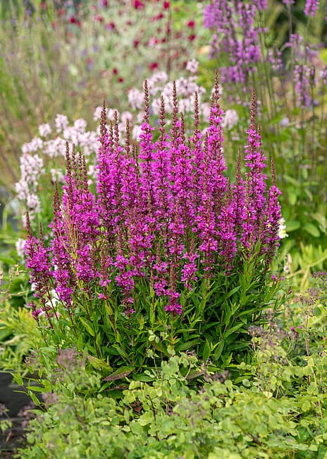 byliny-i-trawy_lythrum_75295_1.jpg