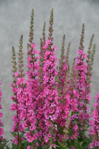 lythrum-pink-blush_4.jpg