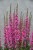 lythrum-pink-blush_4.jpg