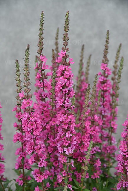 lythrum-pink-blush_4.jpg
