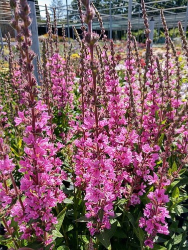 byliny-i-trawy_lythrum-krwawnica_75279_3.jpg