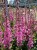 byliny-i-trawy_lythrum-krwawnica_75279_3.jpg