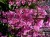 byliny-i-trawy_lythrum-krwawnica_75279_2.jpg