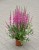 lythrum-pink-blush_1.jpg
