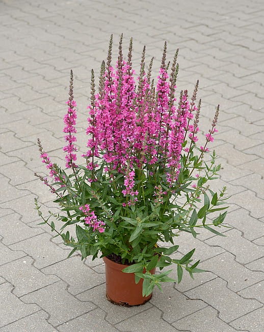 lythrum-pink-blush_1.jpg