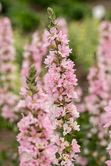 byliny-i-trawy_lythrum_75294_4.jpg